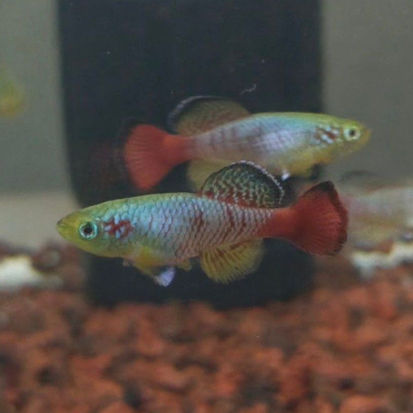 Killifish Guantheri red, khusus luar bandung