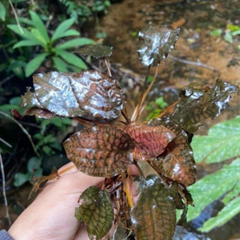 cryptocoryne striolata red 10 plants