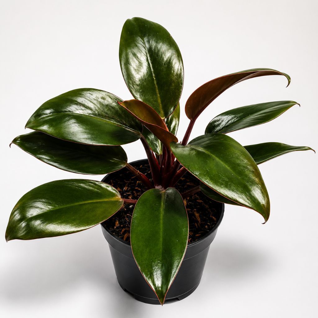 harga Glosiran / glosir Philodendron Red Congo | Rojo Congo | Philo Red Congo | Philo Kongo Merah | 