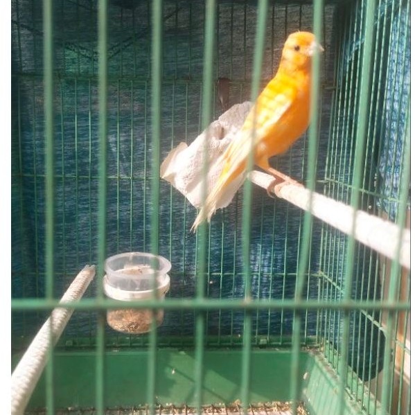 Kenari Paud Jantan Gacor Burung Kenari Anakan
