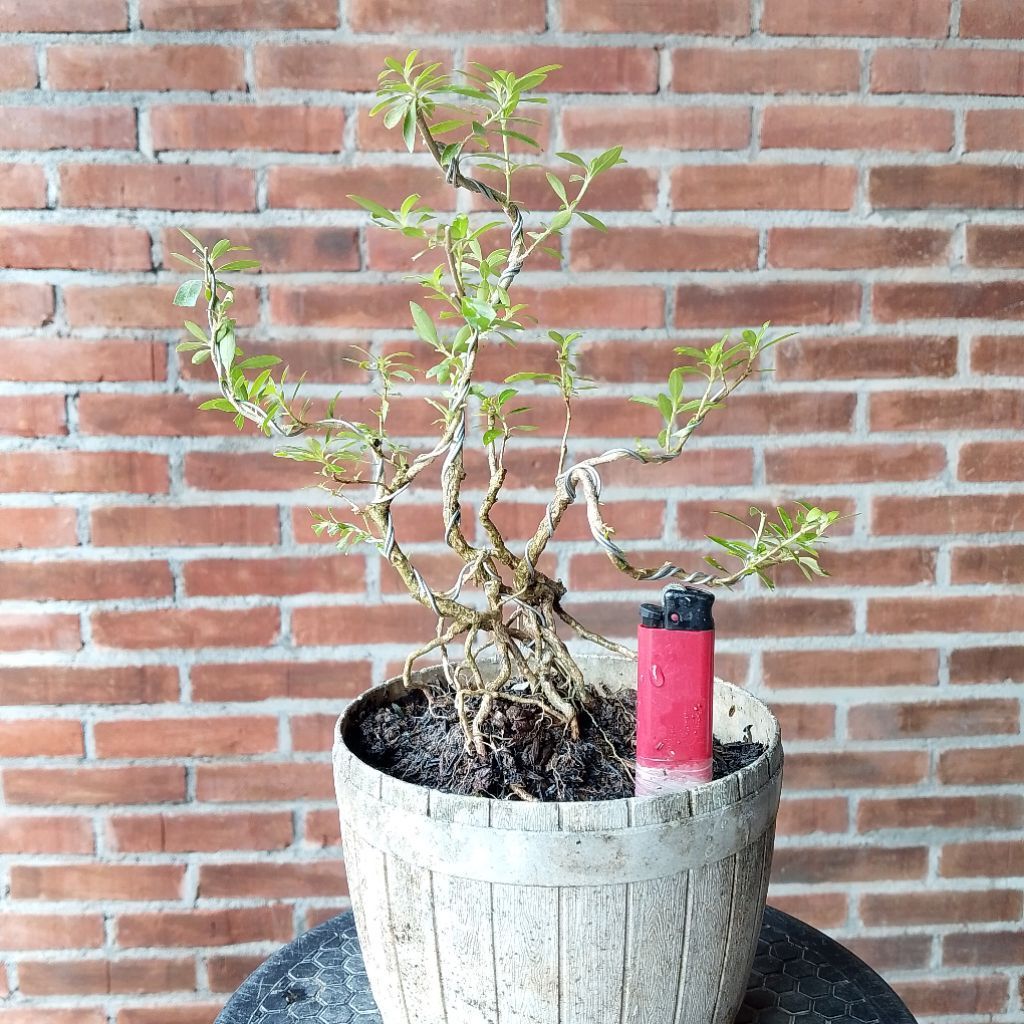 Bonsai seribu bintang bunga putih sesuai foto A4