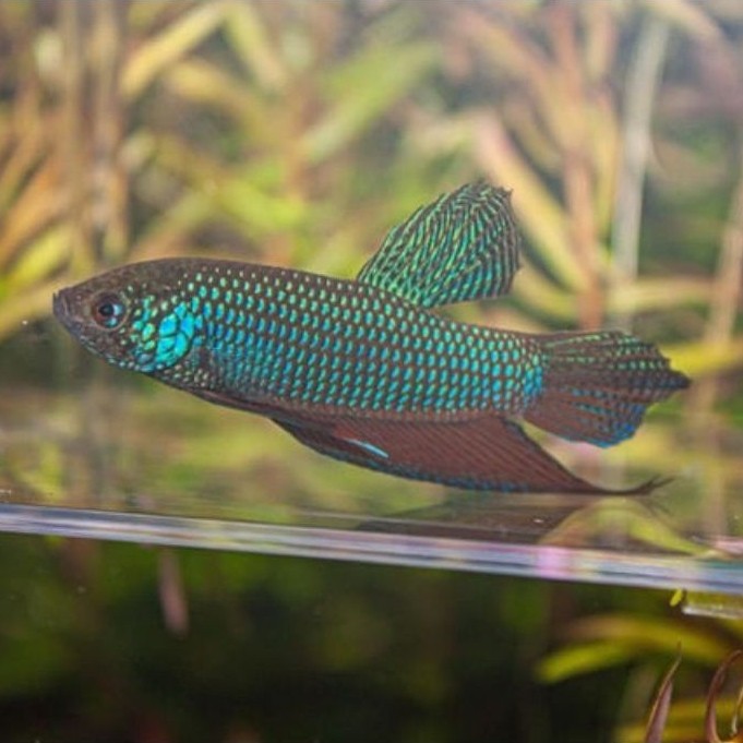 wild betta smaragdina green