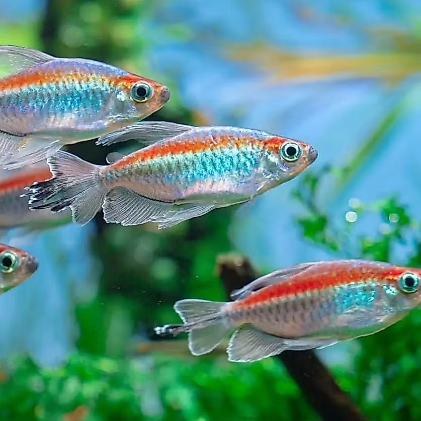 Congo Tetra Jantan