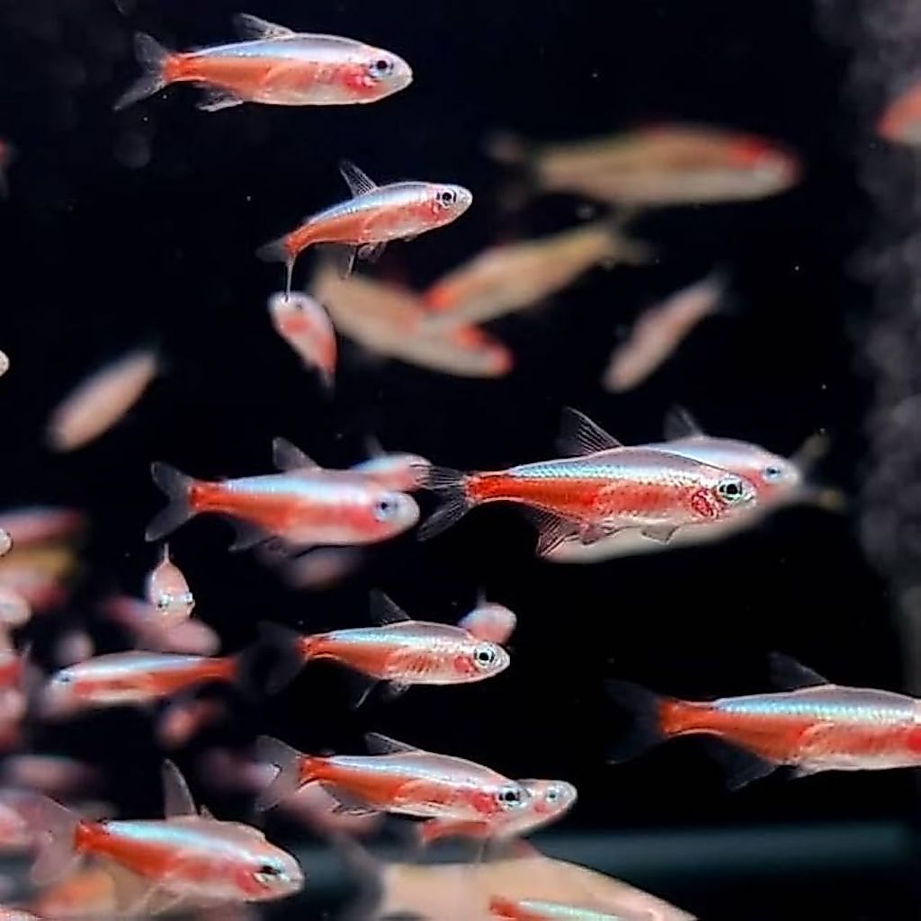 Cardinal Albino Tetra