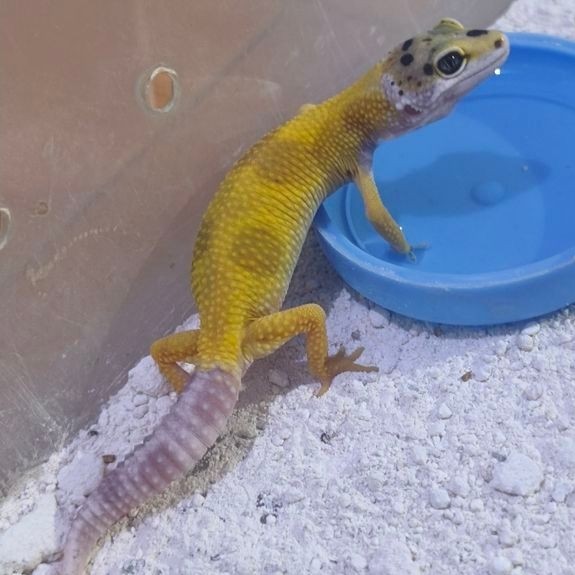 Baby Leopard gecko