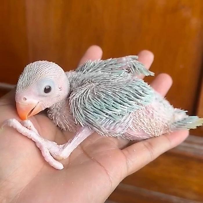INDIAN RINGNECK PARROT BABY BURUNG JINAK PINTAR LUCU