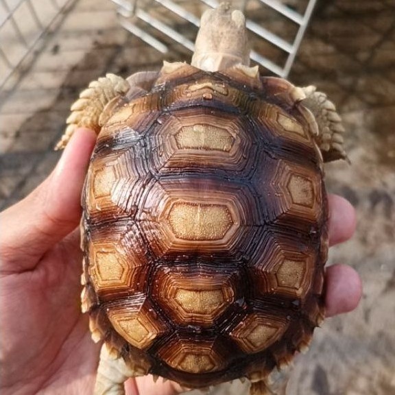 Sulcata Size 12cm, Minus Kuku Lepas Satu dan Ekor Putus Diujungnya