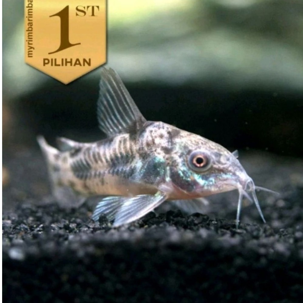 Corydoras Palaetus  Indukan Jumbo Ikan Hias Hiasan Aquarium Tanaman Air Aquascape