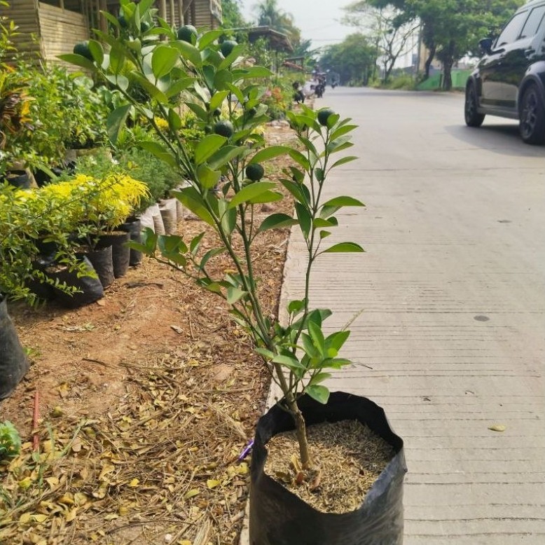 Tanaman Jeruk Sonkit / Songkit / Kasturi (Sudah Ada Buah) (Citrus microcarpa) — Pohon bibit jeruk so