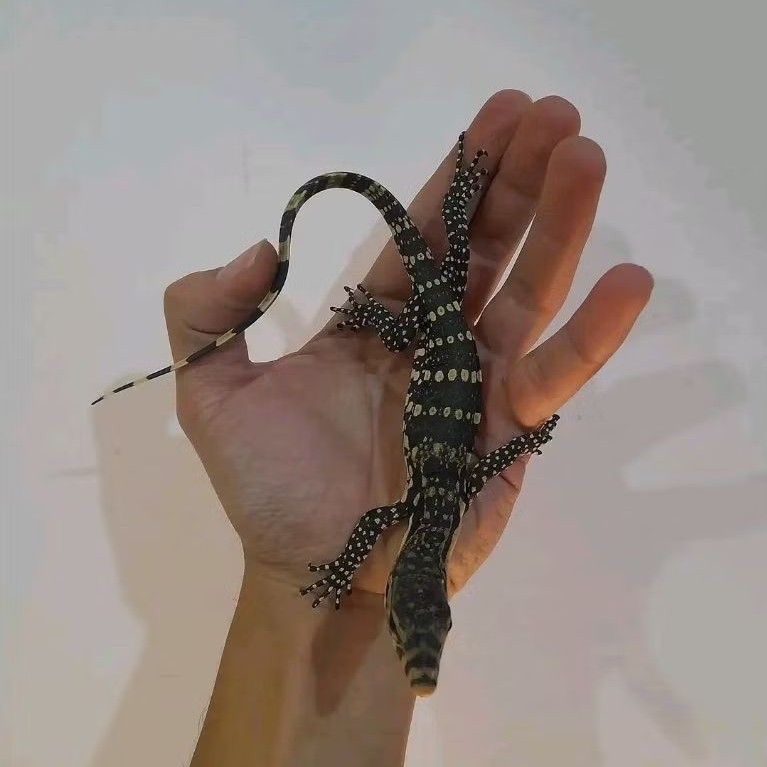 Baby Biawak Salvator Motif Super Mewah Cakep Ciamik hewan peliharaan eksotis