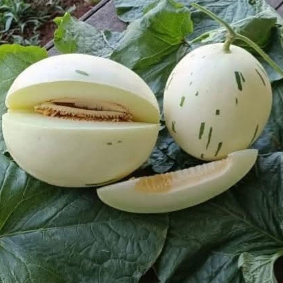 Melon dalmation 1.6kg - 2kg | Melon manis corak unik