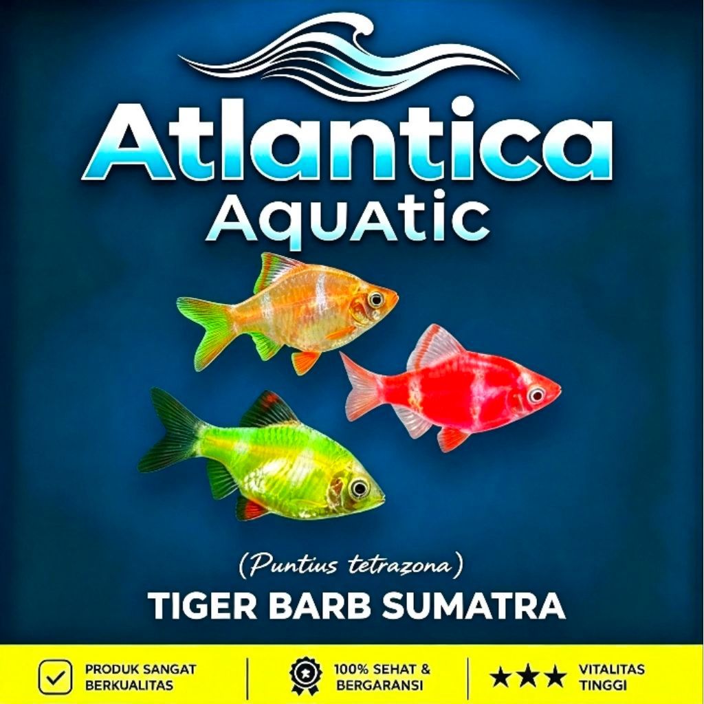 Pewarna Tiger Barb Glowfish  [10 Ekor MIX ] Sumatra Perlengkapan Aquascape..