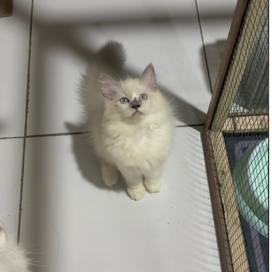 kitten ragdoll betina