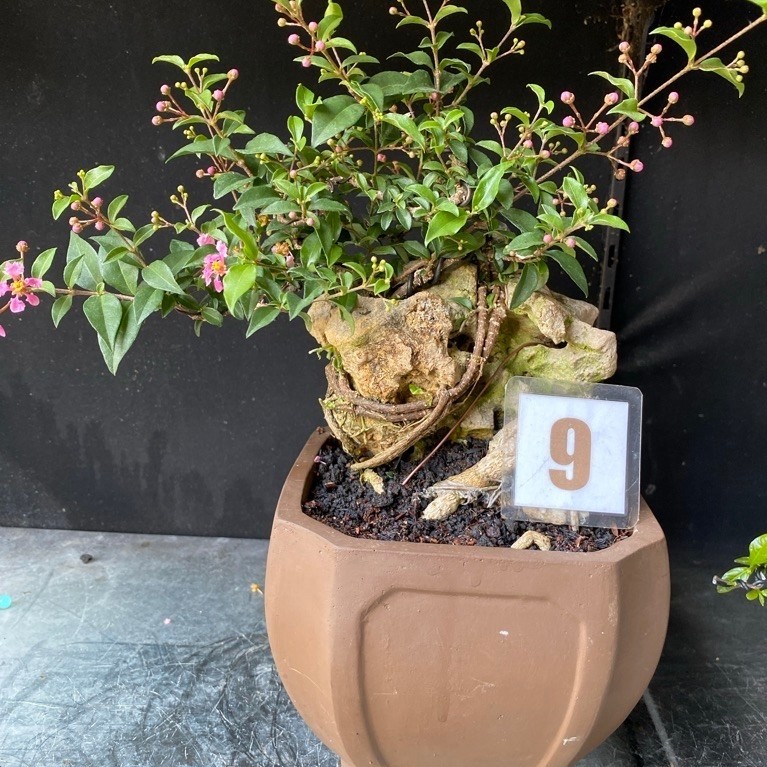 bonsai sakura micro