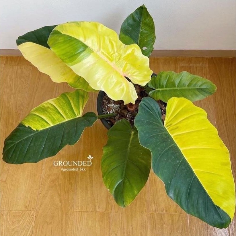 philodendron jungle fever