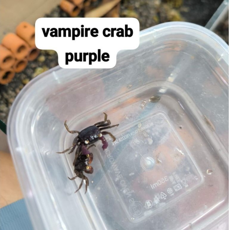 Vampire crab Geosesarma sp kepiting paludarium warna ungu