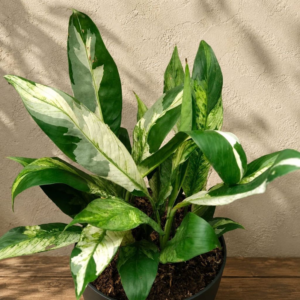 Peace Lily Variegata / Sphatypillum Variegata