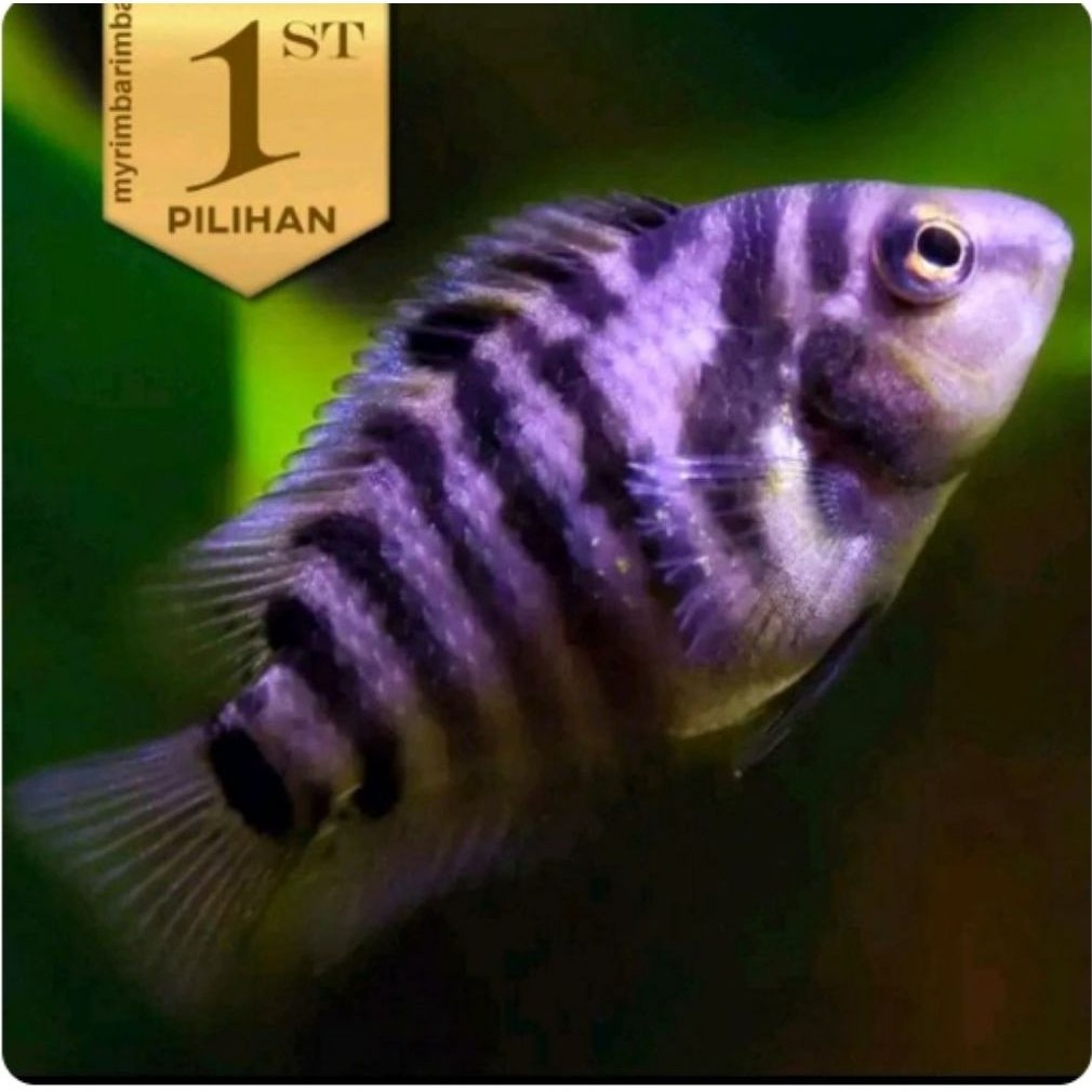 Purple Convict Cichlid Ikan Hias Aquascape Hiasan Aquarium Tanaman Air