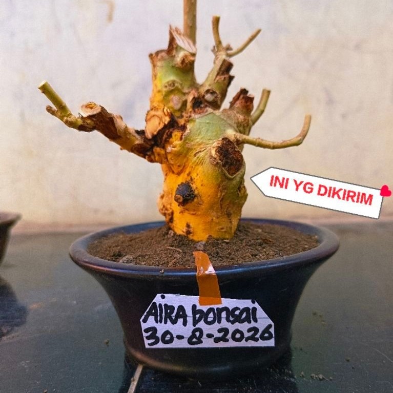 bahan bonsai serut dongkelan