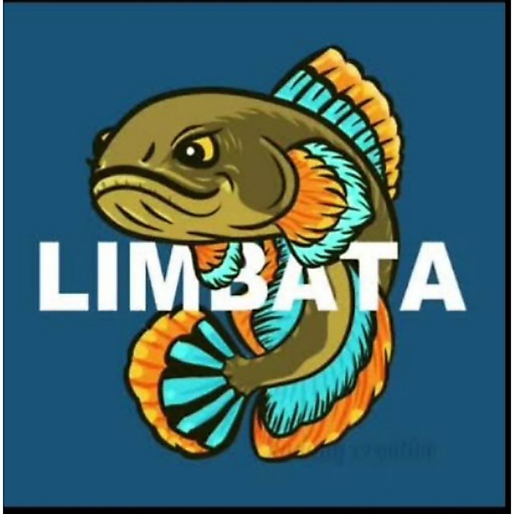 baby ikan channa limbata lawu  bahan proges rim tebel makan pelet size (4-6cm)