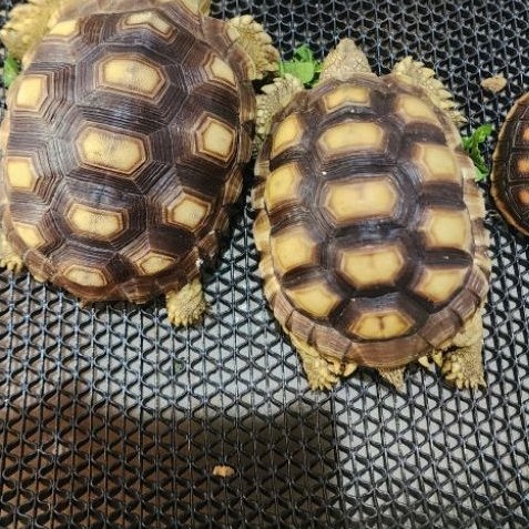 sulcata 11-12cm