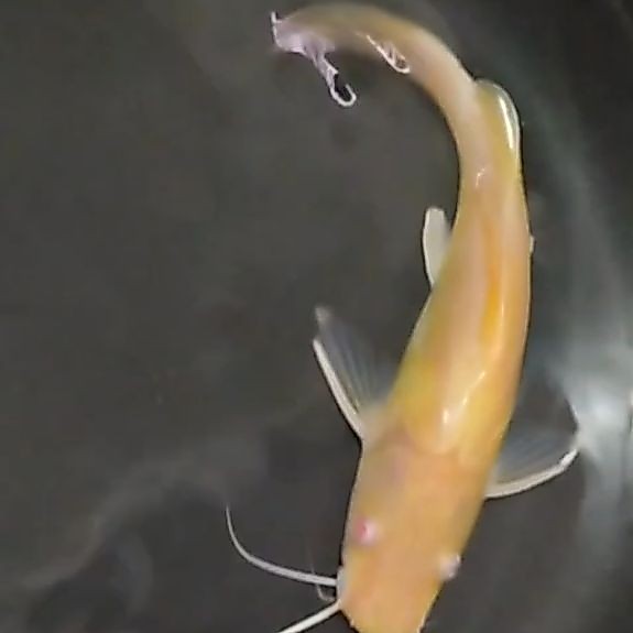BAUNG ALBINO