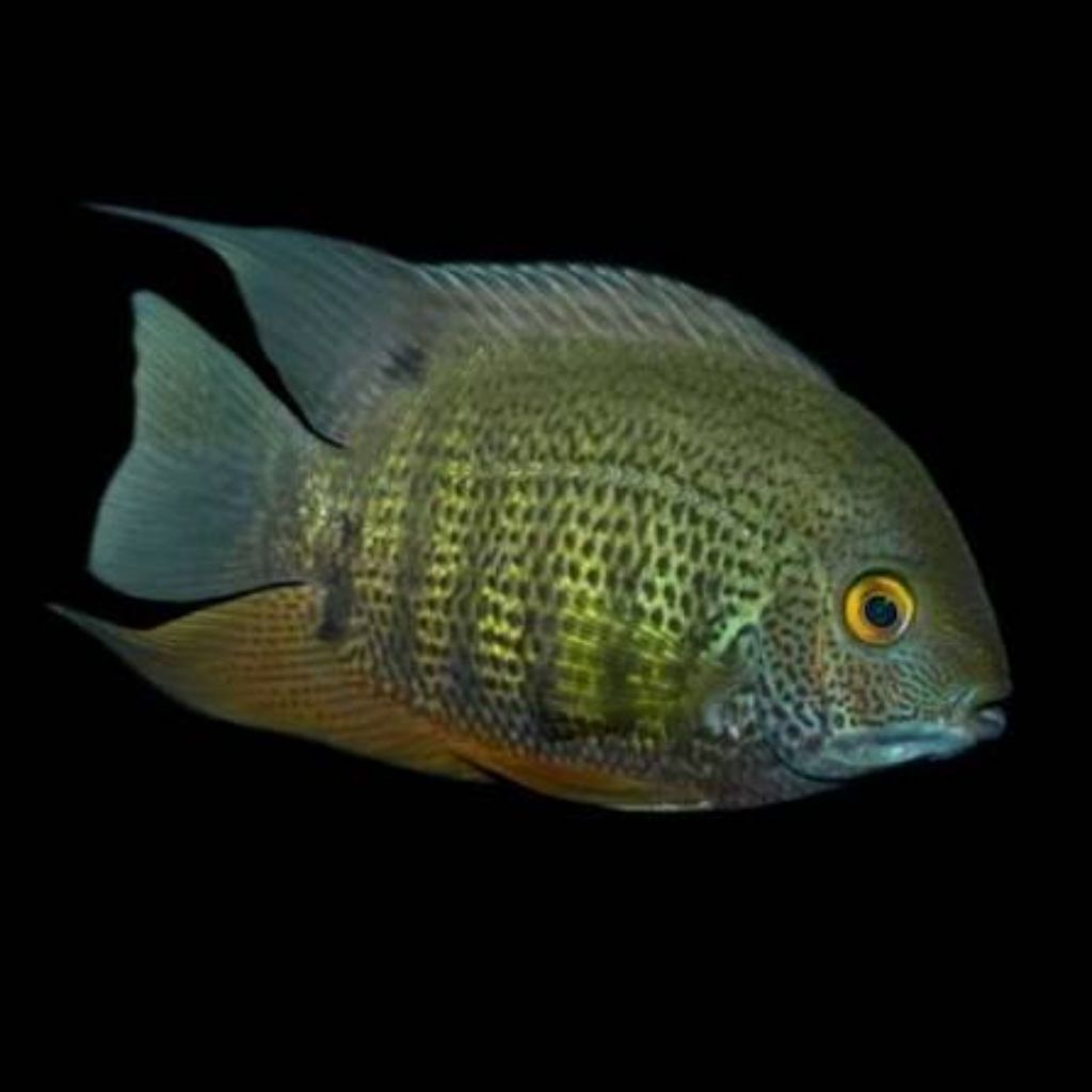 pernak pernik hiasan aquarium green severum bagus