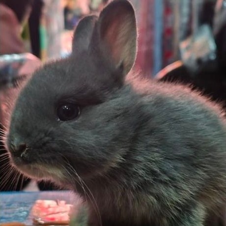 Kelinci ND(Netherland Dwarf) Mini Dutch