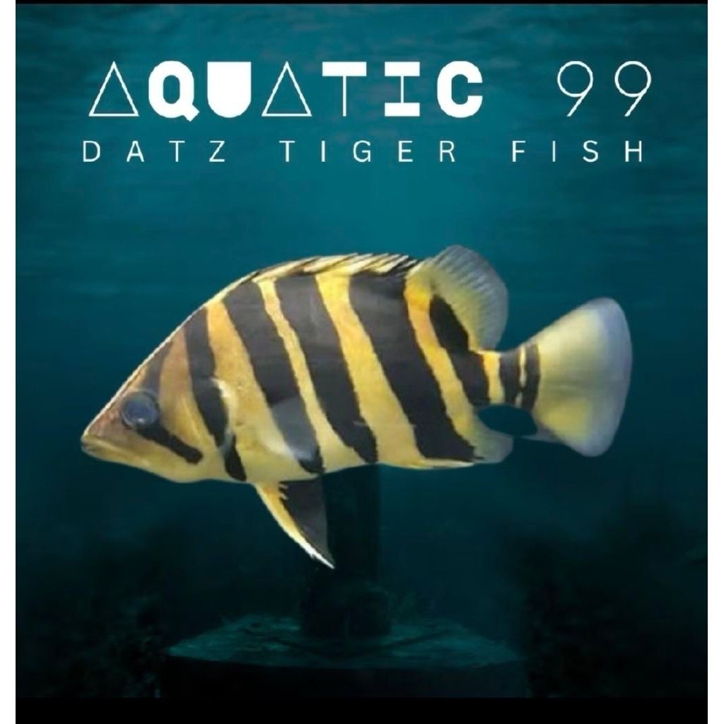 Datz Tiger fish Borneo / Kalimantan 5-6cm