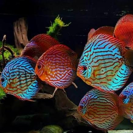 Ikan Discus Leopard Altum Flora/Discus Leopard Altum Flora/Altum Flora/Discus Leopard