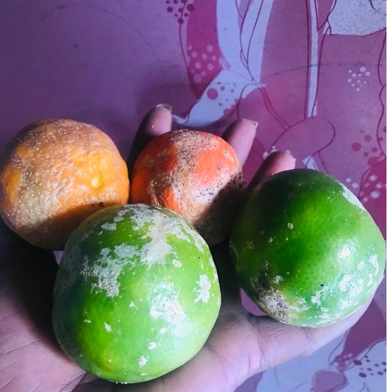 jeruk JC purut belum di stek untuk jamu