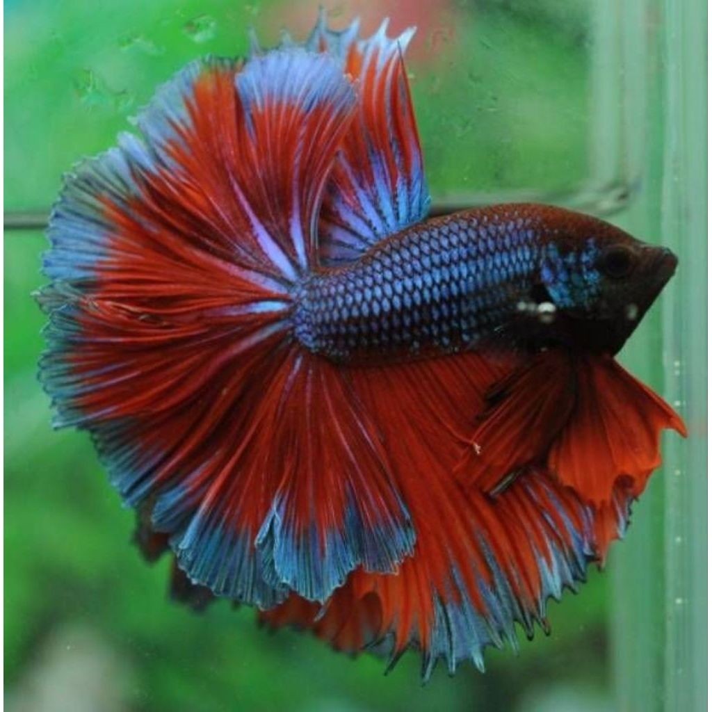 Ikan Cupang Hias Halfmoon Rosetail Size M - Warna Acak, Garansi Hidup,