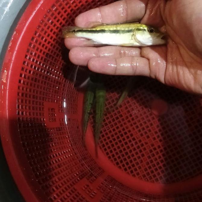 hiasan akuarium pbass fogo pure