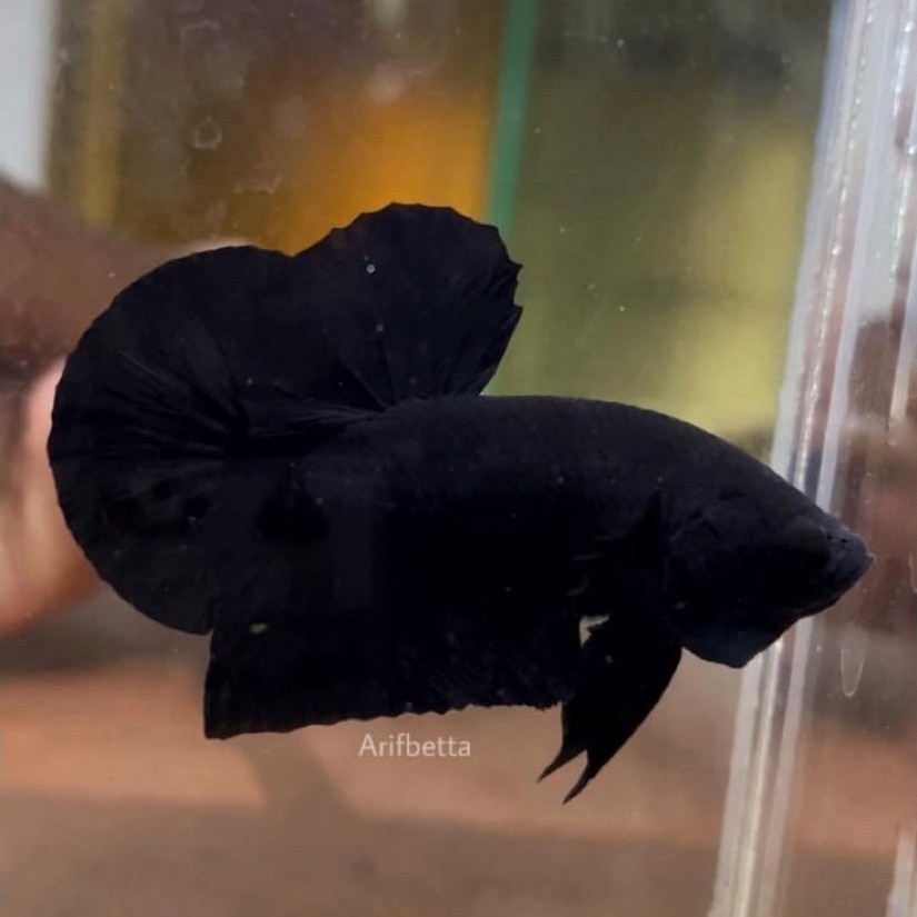 cupang black king paling galak dan ganas