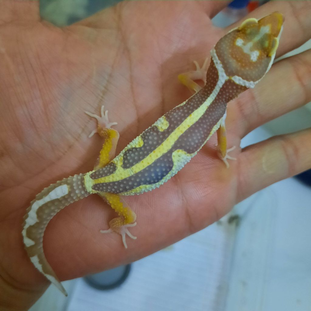 Sesuai foto Mainan Gecko Leopard bold stripe tremper