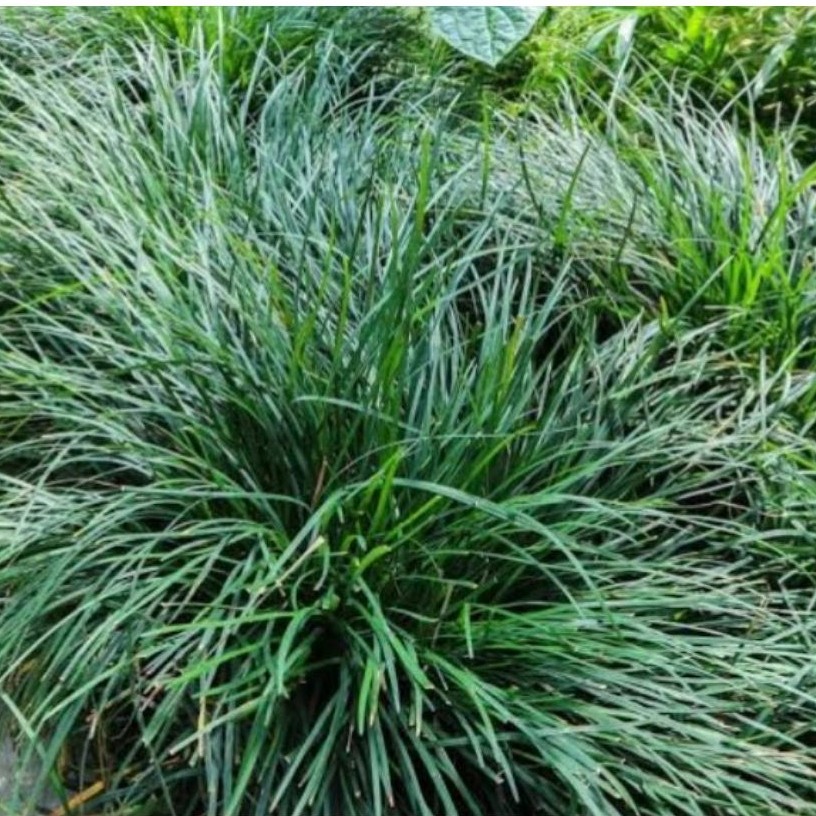 Bibit Tanaman Hias Rumput Kucai Mini Atau Jaburan Hijau