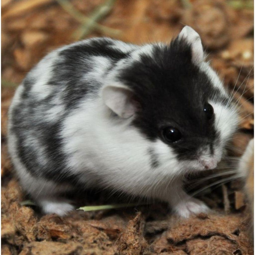 hamster Campbell panda