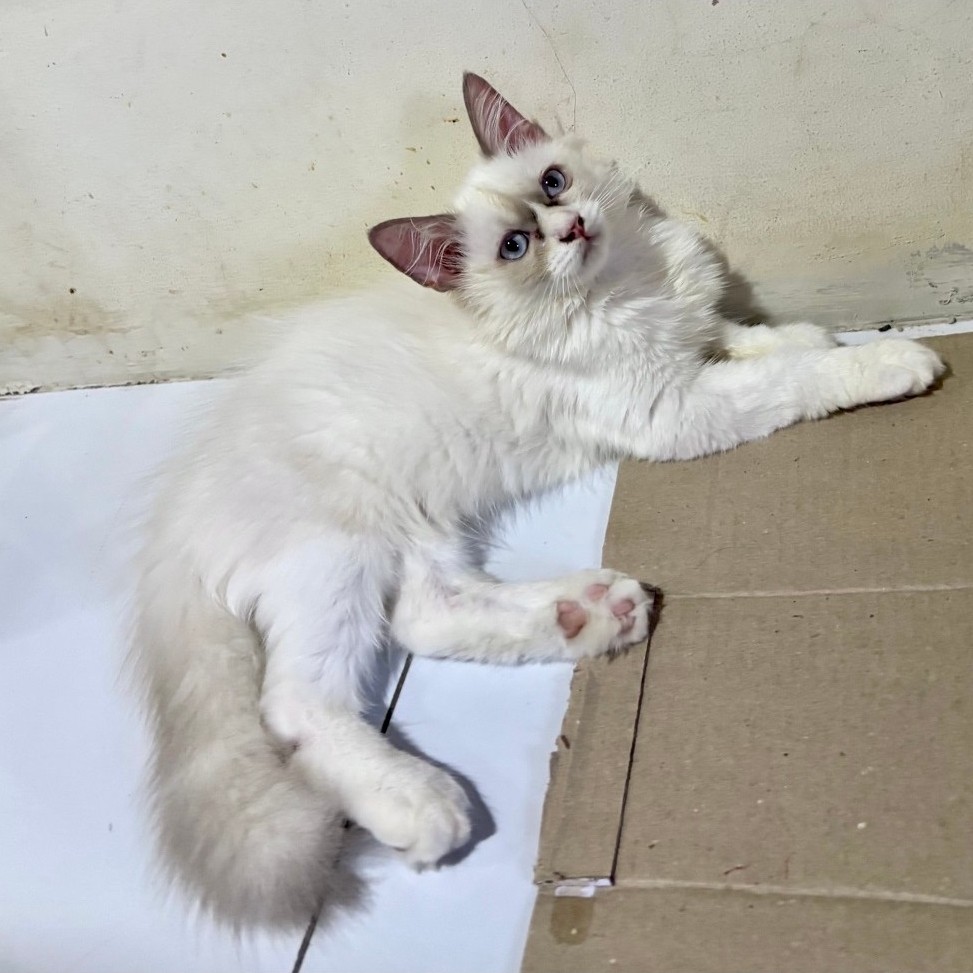 kucing kitten ragdoll bicolar jantan