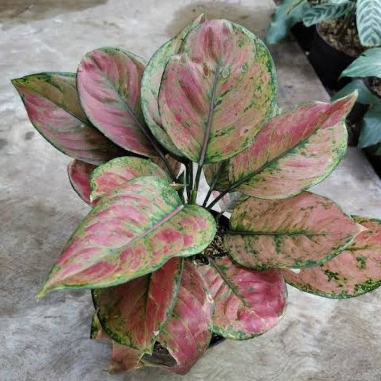 Aglonema Heng heng Rimbun - Tanaman Hias Aglonema Hengheng  Ukuran Remaja Asli