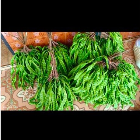 petai segar