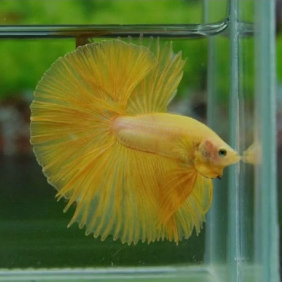 ikan cupang halfmoon yellow top grade