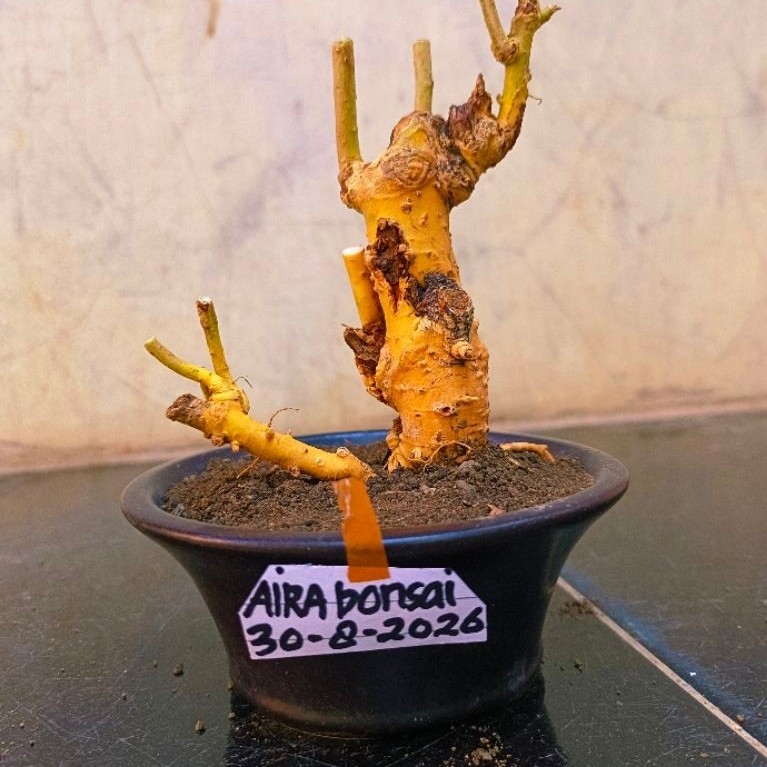 bahan bonsai serut dongkelan