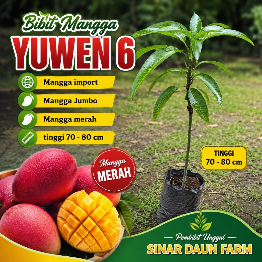 Bibit Mangga Yuwen 6