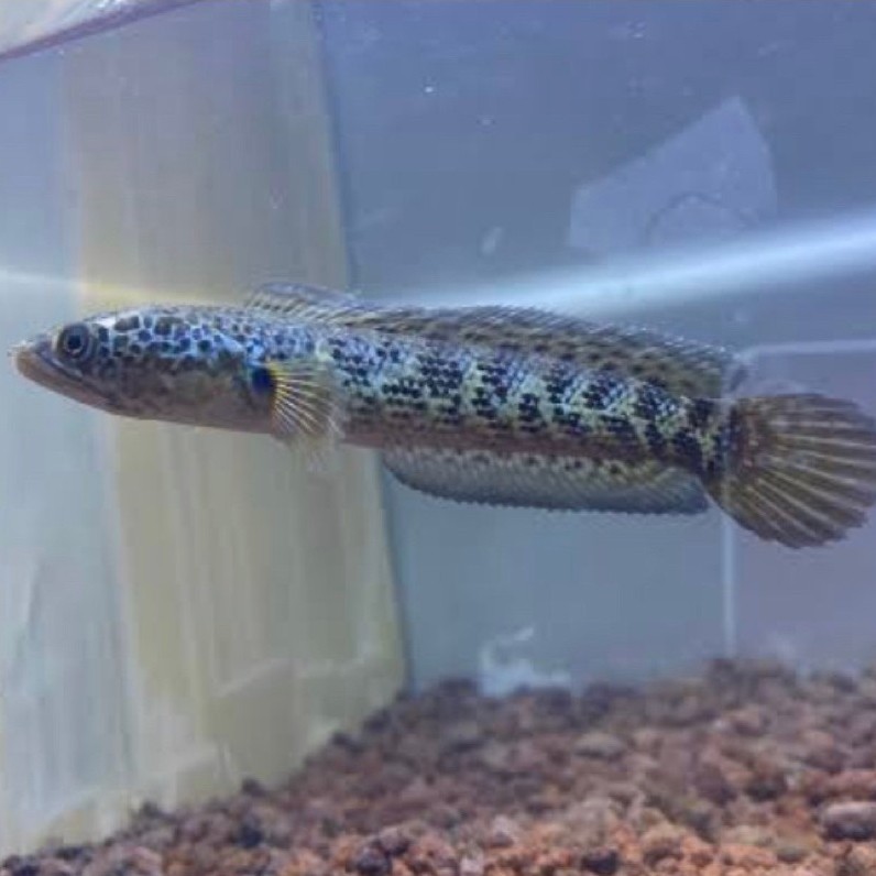 Auranti 4-5 cm single tank / channa auranti