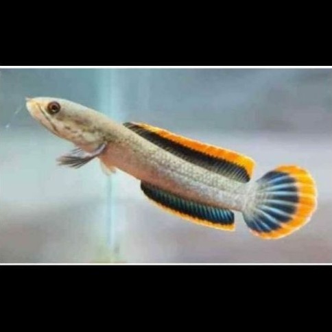 chana limbata 10-12cm