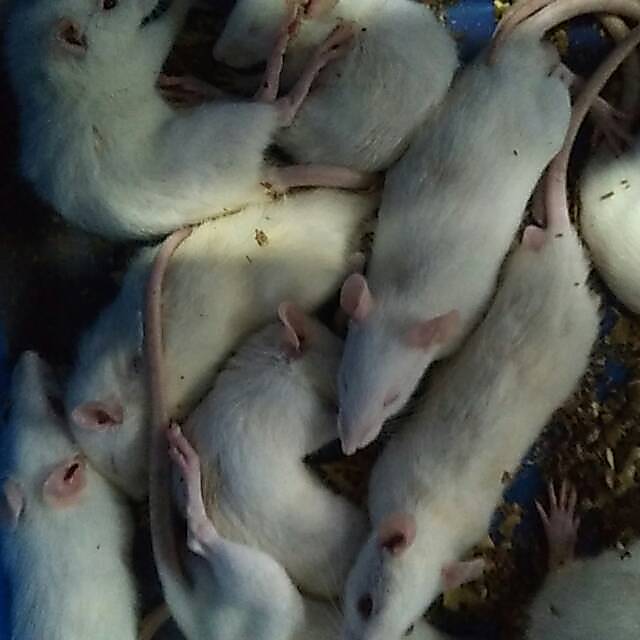 Tikus putih rat afkir kecil