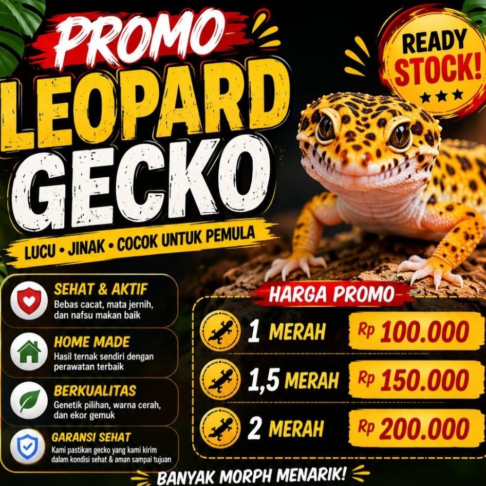 Gecko Leopard Anak Betina&jantan - Random Morph, Kalsium Tambahan