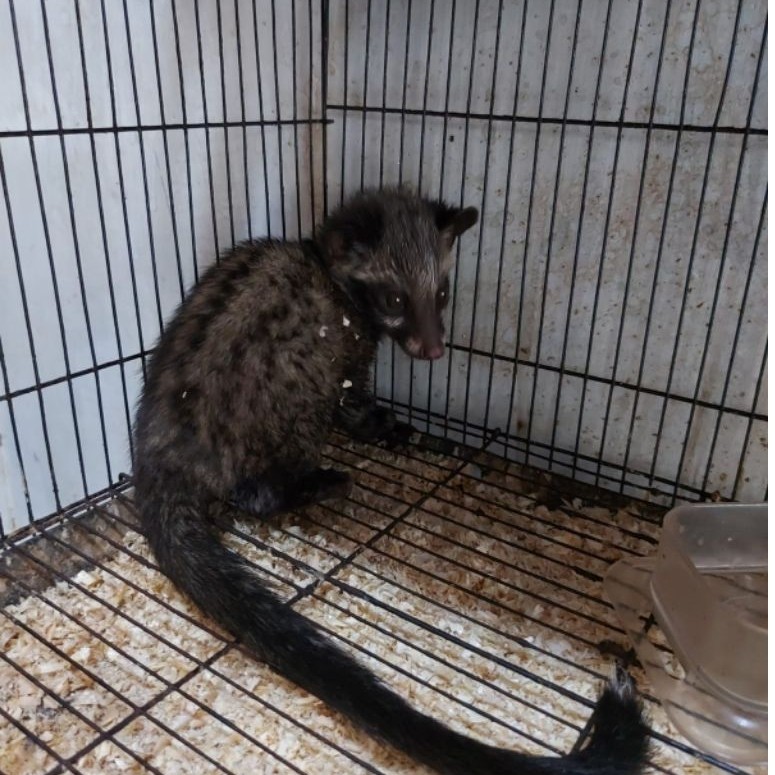 musang pandan