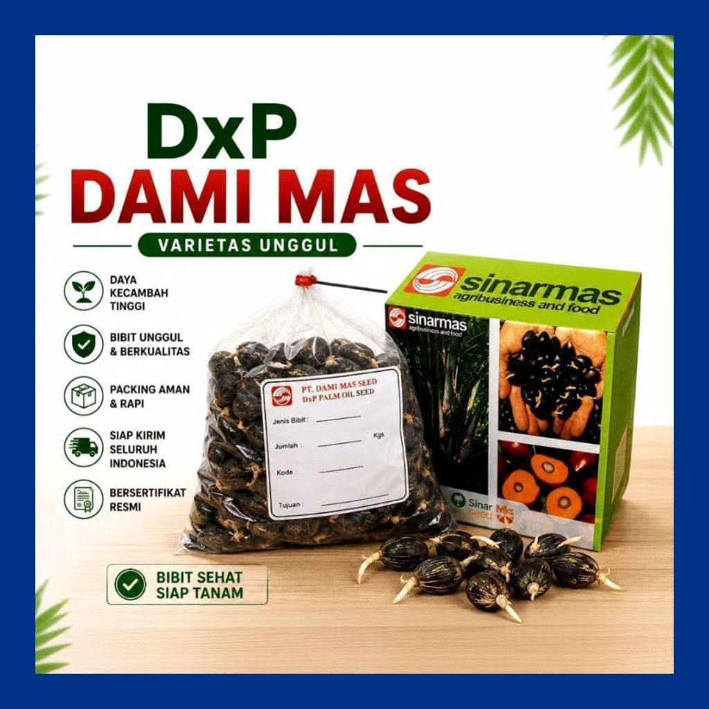 benih biji kecambah sawit Dami mas