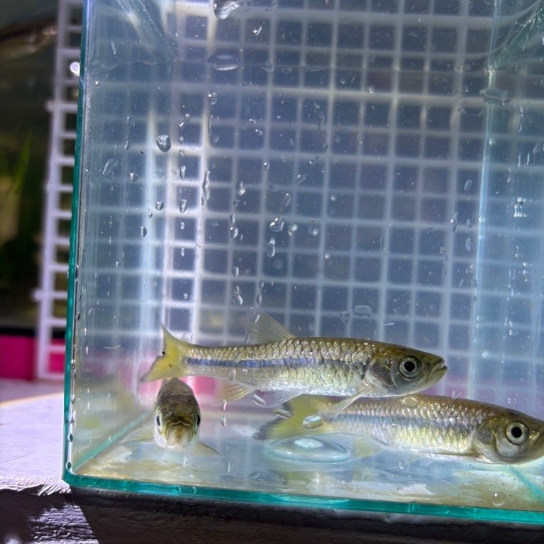 wader pari wader paray sungai tawar size 7-10cm
